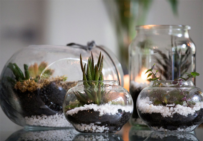 diy deco terrarium