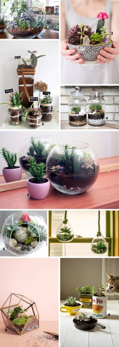 10 idées de terrariums de plantes